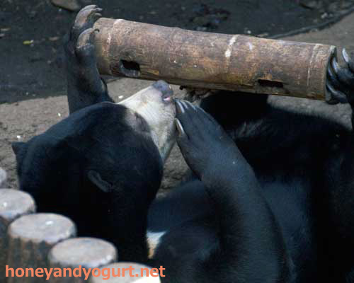 上野動物園 マレーグマ フジ
