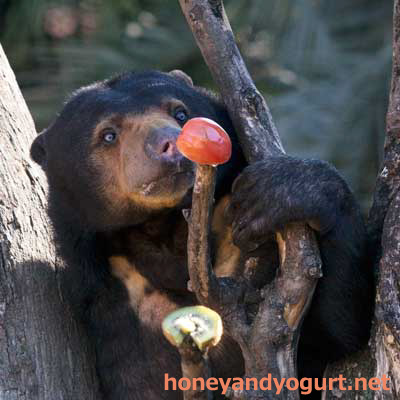 上野動物園　マレーグマ　モモコ