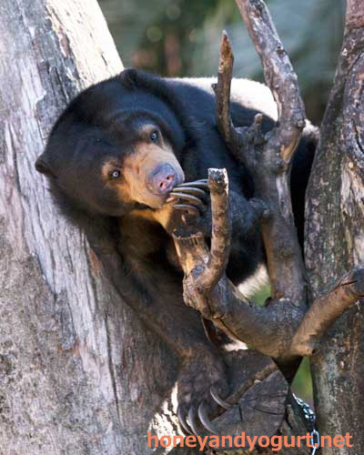 上野動物園　マレーグマ　モモコ