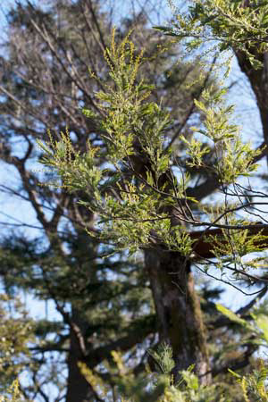 上野動物園　マレーグマ舎