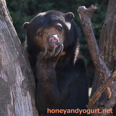 上野動物園　マレーグマ　モモコ