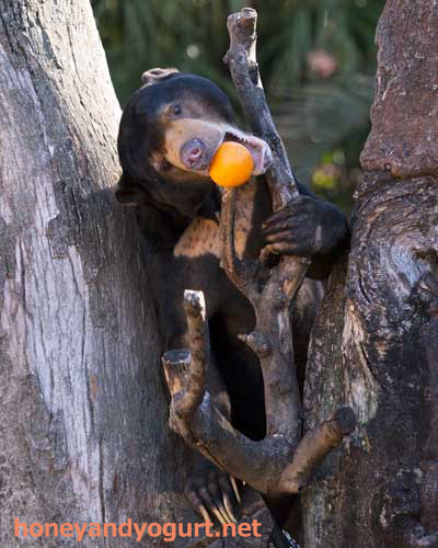 上野動物園 マレーグマ アズマ