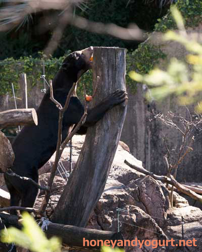 上野動物園 マレーグマ アズマ