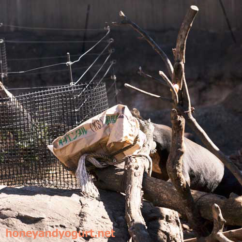 上野動物園 マレーグマ アズマ
