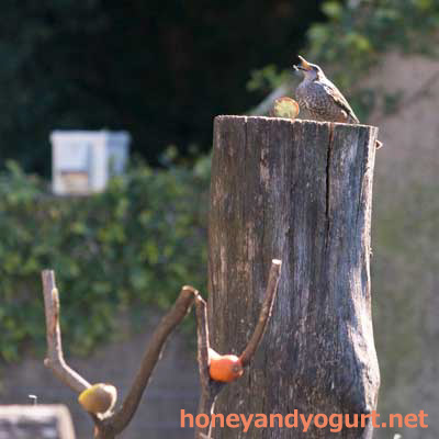 上野動物園 マレーグマ舎