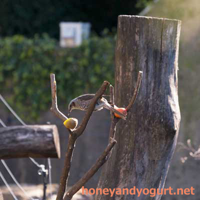 上野動物園 マレーグマ舎