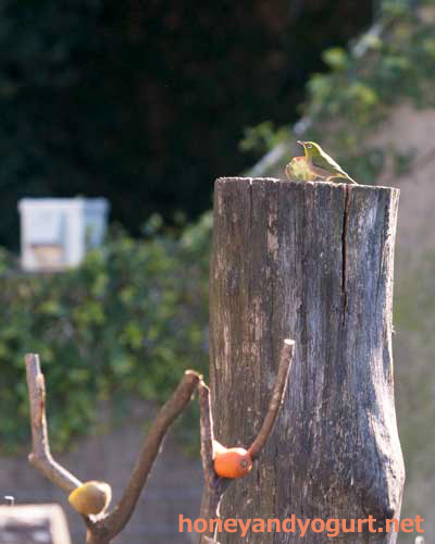 上野動物園 マレーグマ舎