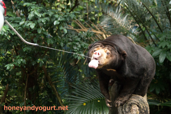 のいち動物公園 マレーグマ タオチイ
