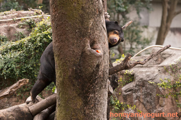 上野動物園 マレーグマ モモコ
