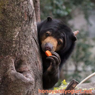上野動物園 マレーグマ モモコ