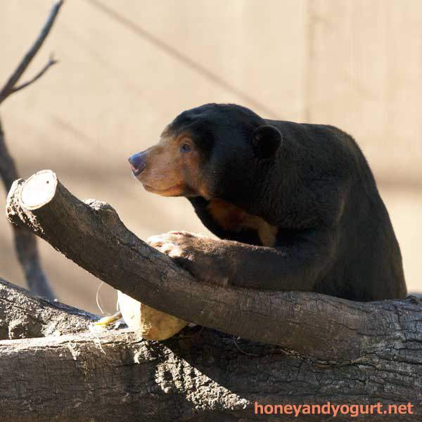 上野動物園　マレーグマ　キョウコ
