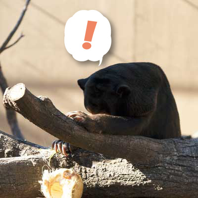 上野動物園　マレーグマ　キョウコ