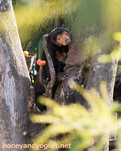 上野動物園　マレーグマ　キョウコ