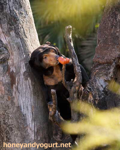 上野動物園　マレーグマ　キョウコ