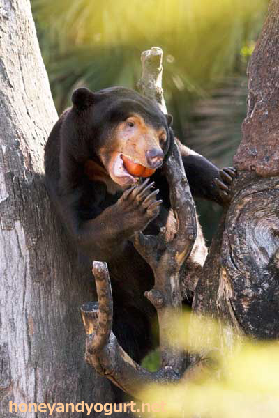 上野動物園　マレーグマ　キョウコ