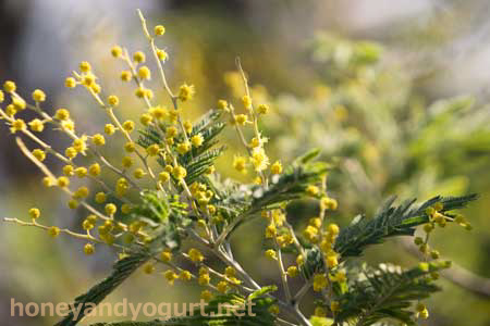 上野動物園　マレーグマ舎