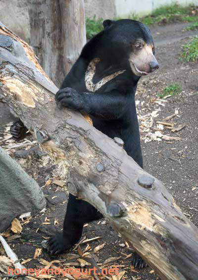 マレーグマ ウメキチ