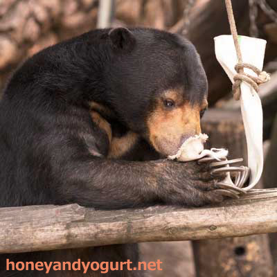 上野動物園　マレーグマ　モモコ