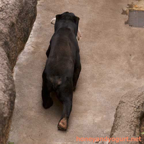 上野動物園 マレーグマ アズマ