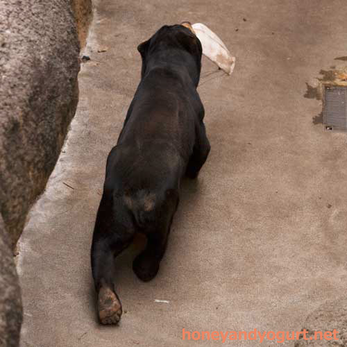 上野動物園 マレーグマ アズマ