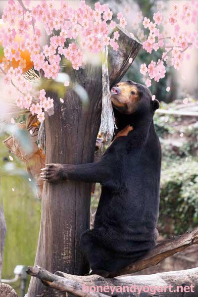 上野動物園 マレーグマ キョウコ