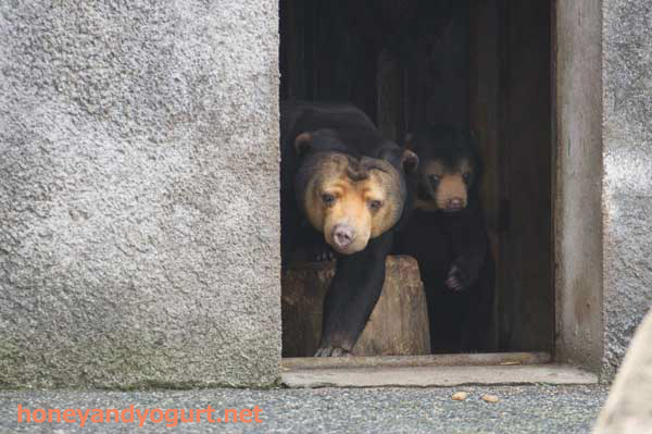 マレーグマ　ノン　ノア