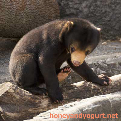 マレーグマ　ノア