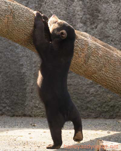 マレーグマ　ノア