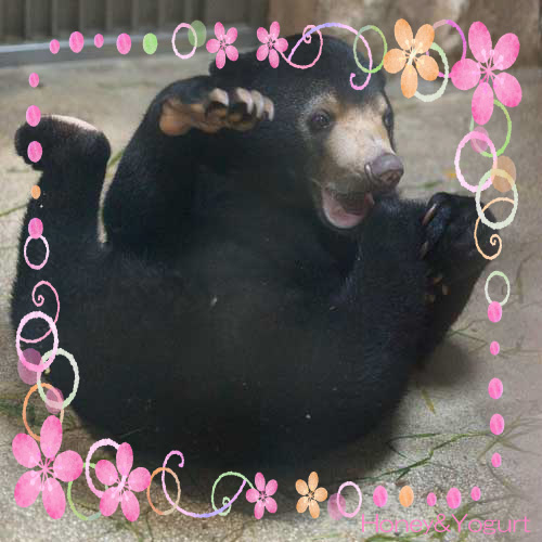 東山動物園　マレーグマ　マーネ