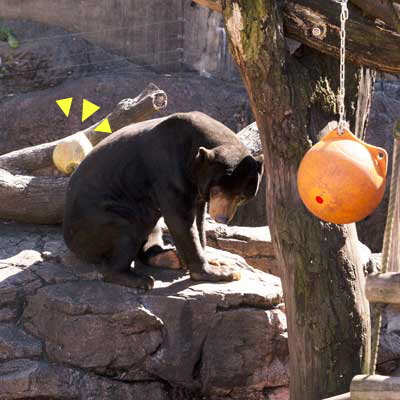 上野動物園　マレーグマ　アズマ