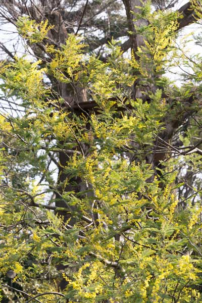 上野動物園　マレーグマ舎