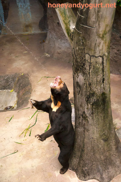 のいち動物公園 マレーグマ ワンピイ