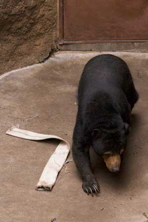 上野動物園 マレーグマ モモコ