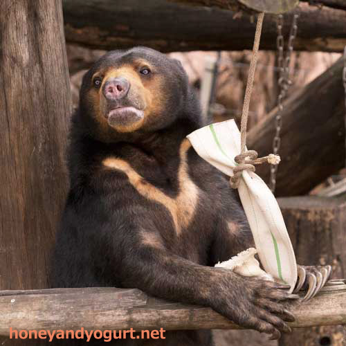 上野動物園 マレーグマ モモコ