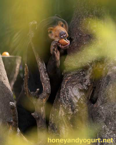 上野動物園 マレーグマ キョウコ