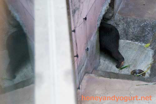 のいち動物公園 マレーグマ タオチイ