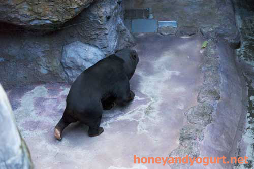 のいち動物公園 マレーグマ ワンピイ