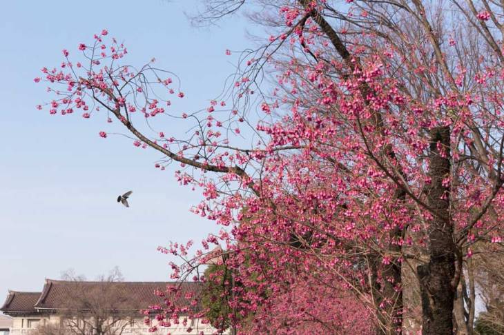 上野公園　カンヒザクラ