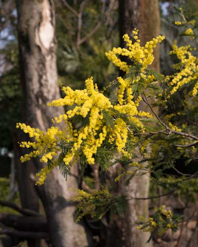 上野動物園　マレーグマ舎