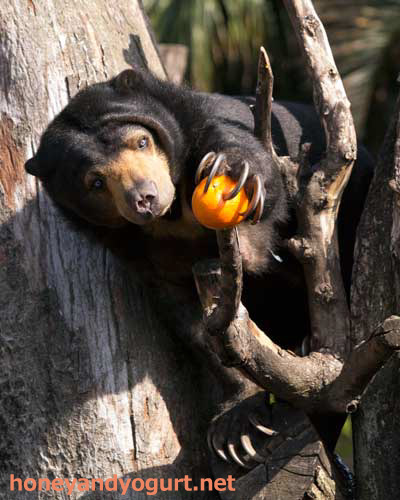 上野動物園　マレーグマ　モモコ