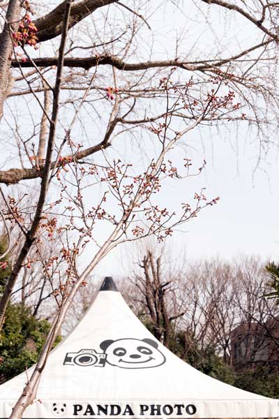 上野動物園　園内　ヨウコウザクラ