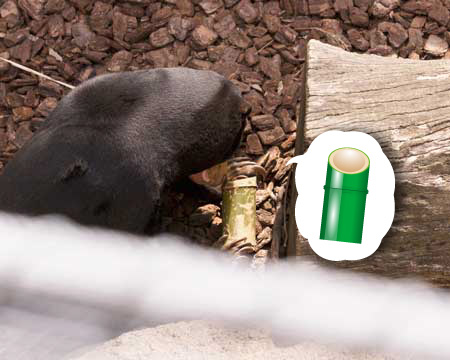 上野動物園　マレーグマ　キョウコ