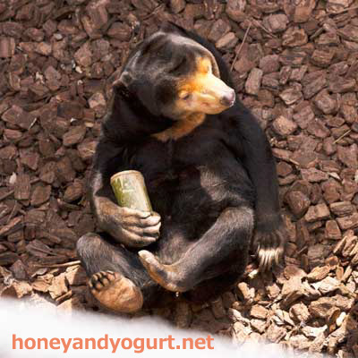 上野動物園　マレーグマ　キョウコ