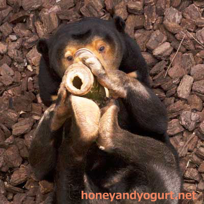 上野動物園　マレーグマ　キョウコ