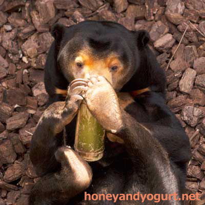 上野動物園　マレーグマ　キョウコ