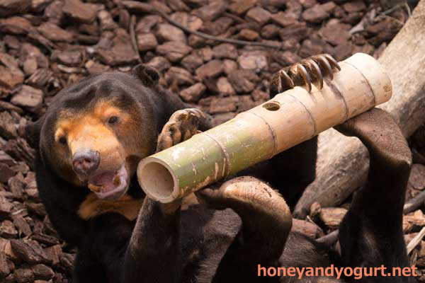 上野動物園　マレーグマ　キョウコ