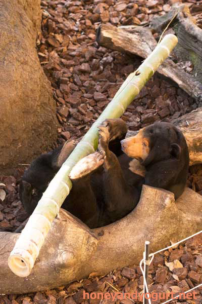 上野動物園　マレーグマ　キョウコ