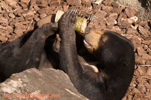 上野動物園　マレーグマ　モモコ