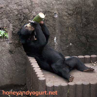 上野動物園　マレーグマ　フジ