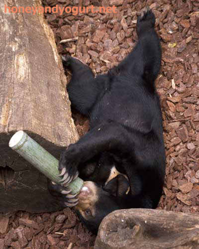 上野動物園　マレーグマ　フジ